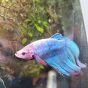 ヒメ日記 2025/04/02 06:06 投稿 ちな club さくら日本橋店