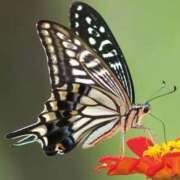 ヒメ日記 2025/06/27 17:14 投稿 知津留 東京人妻フォーシーズンズ