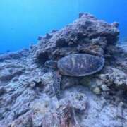 知津留 良い旅でした 東京人妻フォーシーズンズ