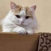 ヒメ日記 2026/04/06 14:40 投稿 そら みつらん鉄道