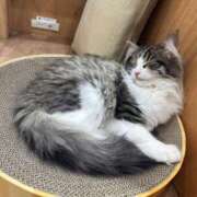 ヒメ日記 2025/04/18 20:03 投稿 ミライ 名古屋性感回春エステ エルミタージュ