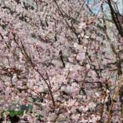 ヒメ日記 2025/03/25 15:47 投稿 みう 名古屋性感回春エステ エルミタージュ