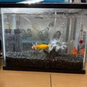 ヒメ日記 2025/03/07 22:24 投稿 にこ えすぽちゃーる