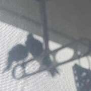 ヒメ日記 2025/04/01 14:23 投稿 にこ えすぽちゃーる