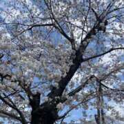 ヒメ日記 2025/04/07 12:16 投稿 にこ えすぽちゃーる