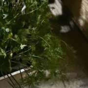 ヒメ日記 2025/04/22 22:32 投稿 にこ えすぽちゃーる