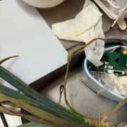 ヒメ日記 2025/05/12 19:16 投稿 にこ えすぽちゃーる