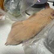 ヒメ日記 2025/08/13 12:42 投稿 にこ えすぽちゃーる