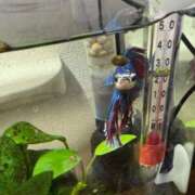 ヒメ日記 2025/08/18 00:00 投稿 にこ えすぽちゃーる