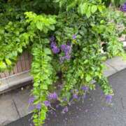 ヒメ日記 2025/10/02 09:10 投稿 にこ えすぽちゃーる