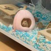 ヒメ日記 2025/10/11 22:20 投稿 にこ えすぽちゃーる