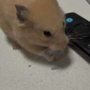 ヒメ日記 2025/11/26 00:49 投稿 にこ えすぽちゃーる