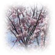 ヒメ日記 2026/03/28 20:01 投稿 かほ 熟女の風俗最終章 町田店