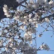 ヒメ日記 2026/03/31 02:02 投稿 かほ 熟女の風俗最終章 町田店