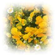 ヒメ日記 2026/04/04 08:00 投稿 かほ 熟女の風俗最終章 町田店