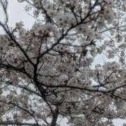 ヒメ日記 2026/04/15 14:45 投稿 ゆうな先生 DANDY BODY