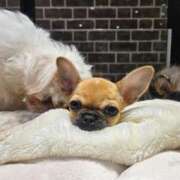 ヒメ日記 2025/08/17 10:40 投稿 のあ セレブクエスト-koshigaya-