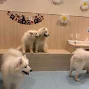 ヒメ日記 2025/10/17 20:54 投稿 のあ セレブクエスト-koshigaya-