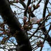 ヒメ日記 2026/03/22 06:32 投稿 のあ セレブクエスト-koshigaya-