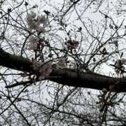 ヒメ日記 2026/03/23 10:15 投稿 のあ セレブクエスト-koshigaya-