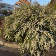 ヒメ日記 2026/03/24 11:47 投稿 のあ セレブクエスト-koshigaya-