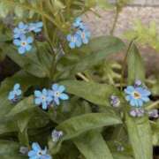 ヒメ日記 2026/04/05 12:08 投稿 かのん 京都回春性感マッサージ倶楽部