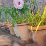 ヒメ日記 2025/09/13 07:41 投稿 桜衣美羽-KINDAN- KINDAN-禁断-