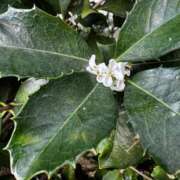 ヒメ日記 2025/11/18 07:30 投稿 桜衣美羽-KINDAN- KINDAN-禁断-