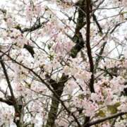 ヒメ日記 2026/03/20 13:44 投稿 神城百花 五十路マダム 徳島店