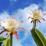 みゆ ふぃ♡すとしてる時のみゆ Salon du M-えっちなお姉さんのM性感デリバリー-五反田店