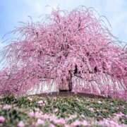 ヒメ日記 2025/03/27 11:42 投稿 えり 大久保おかあちゃんの乳クリ