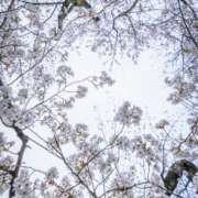 ヒメ日記 2025/04/07 15:14 投稿 えり 大久保おかあちゃんの乳クリ