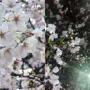 ヒメ日記 2026/04/02 23:48 投稿 ゆり わちゃわちゃ密着リアルフルーちゅ西船橋