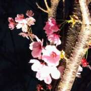 ヒメ日記 2025/04/06 04:56 投稿 水川紫苑(みずかわしおん) 五十路マダムエクスプレス厚木店(カサブランカグループ)