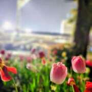 ヒメ日記 2025/04/21 12:45 投稿 かえで 横浜人妻セレブリティ（ユメオト）