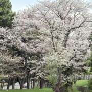 ヒメ日記 2025/04/14 09:56 投稿 ゆか 千葉人妻セレブリティ（ユメオト）