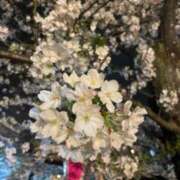 とうこ 桜🌸🌸🌸 完熟ばなな 上野店