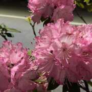 ヒメ日記 2025/01/25 22:29 投稿 特殊部隊 『27』 グッドスマイル