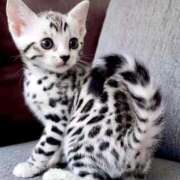 ヒメ日記 2025/12/15 18:42 投稿 三浦さな(みうらさな) 東京ヒストリー　秘密の約束