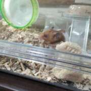 ヒメ日記 2025/09/11 12:41 投稿 らいむ 人妻デリバリーパコパコママ一宮店