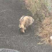 ヒメ日記 2026/02/12 22:36 投稿 みりあ ナチュラルプリンセス