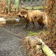 ヒメ日記 2026/02/28 17:35 投稿 みりあ ナチュラルプリンセス