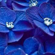 ヒメ日記 2025/06/01 06:52 投稿 星導瑠璃(ほしるべるり) 五十路マダムエクスプレス厚木店(カサブランカグループ)