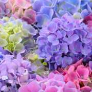 ヒメ日記 2025/06/22 06:30 投稿 星導瑠璃(ほしるべるり) 五十路マダムエクスプレス厚木店(カサブランカグループ)