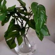 ヒメ日記 2025/01/03 17:08 投稿 とわこ 完熟ばなな川崎