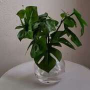 ヒメ日記 2025/05/27 23:26 投稿 とわこ 完熟ばなな川崎