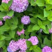 ヒメ日記 2025/06/16 09:18 投稿 新人ひなの☆業界未経験 セレブ パラダイス