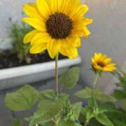 ヒメ日記 2025/07/23 09:45 投稿 新人ひなの☆業界未経験 セレブ パラダイス