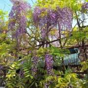 ヒメ日記 2025/04/22 20:44 投稿 春田和佳奈(はるたわかな) 五十路マダムエクスプレス厚木店(カサブランカグループ)