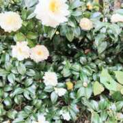 ヒメ日記 2025/11/13 21:34 投稿 春田和佳奈(はるたわかな) 五十路マダムエクスプレス厚木店(カサブランカグループ)